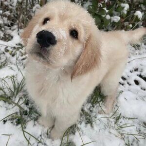 Meet your Posher, Kiellemari